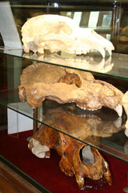 Cráneos de osos cavernarios